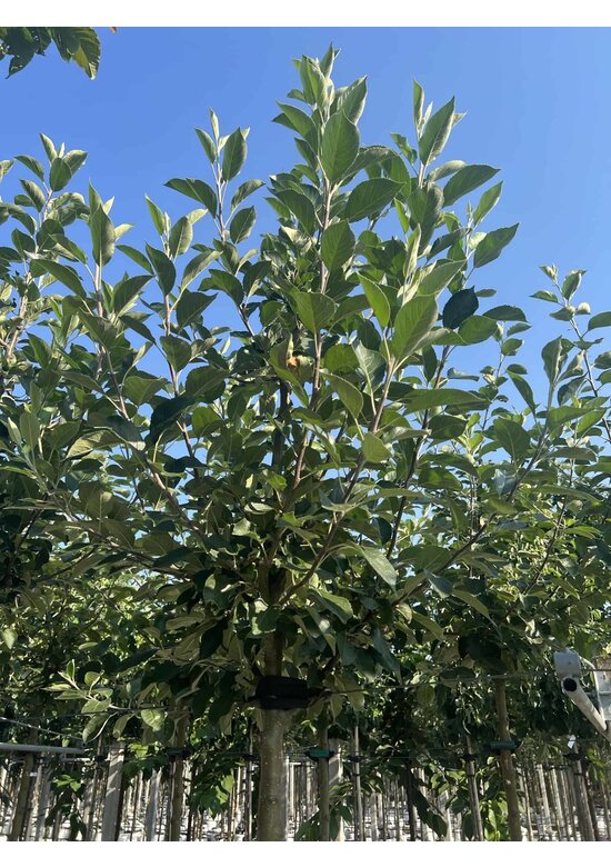 Apfelbaum 'James Grieve' | Malus domestica 'James Grieve'