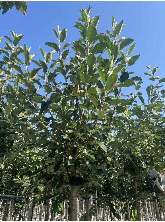 Apfelbaum 'James Grieve' | Malus domestica 'James Grieve' Apfelbaum 'James Grieve' | Malus domestica 'James Grieve'