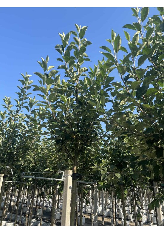 Apfelbaum 'James Grieve' | Malus domestica 'James Grieve'