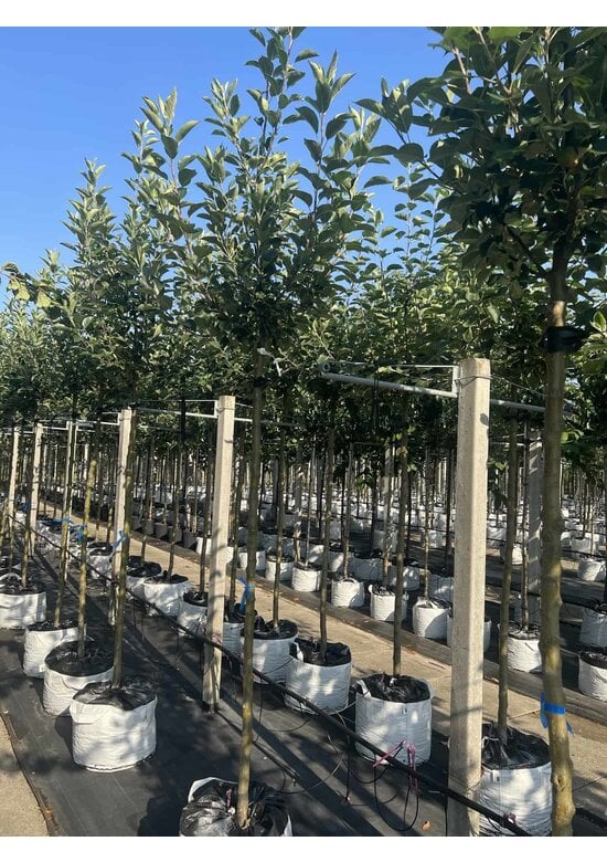 Apfelbaum 'James Grieve' | Malus domestica 'James Grieve'