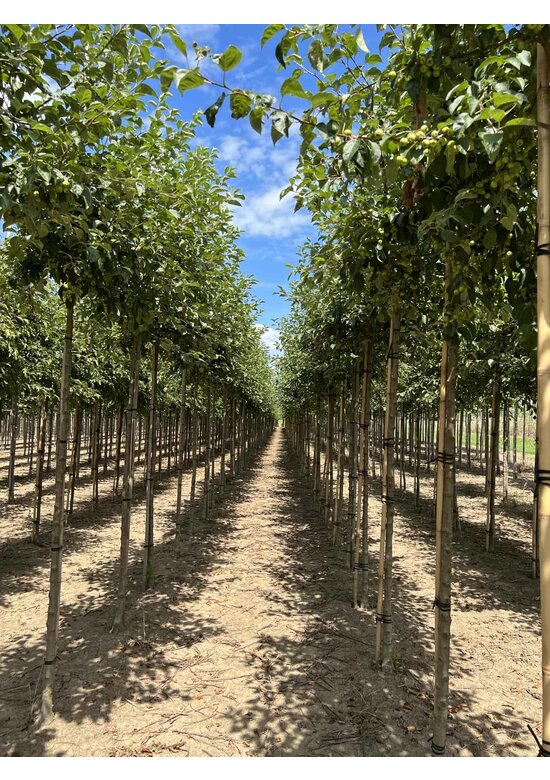 Zierapfel 'Evereste' | Malus 'Evereste'