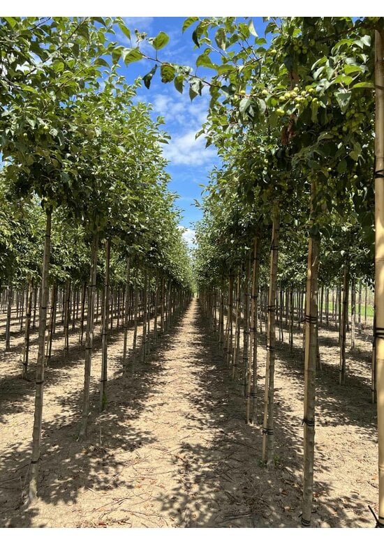 Zierapfel 'Evereste' | Malus 'Evereste'