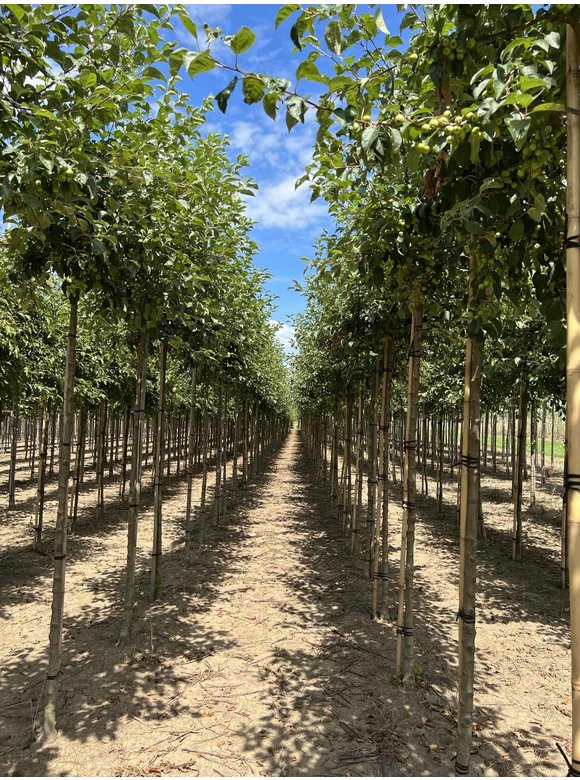Zierapfel 'Evereste' | Malus 'Evereste' Zierapfel 'Evereste' | Malus 'Evereste'