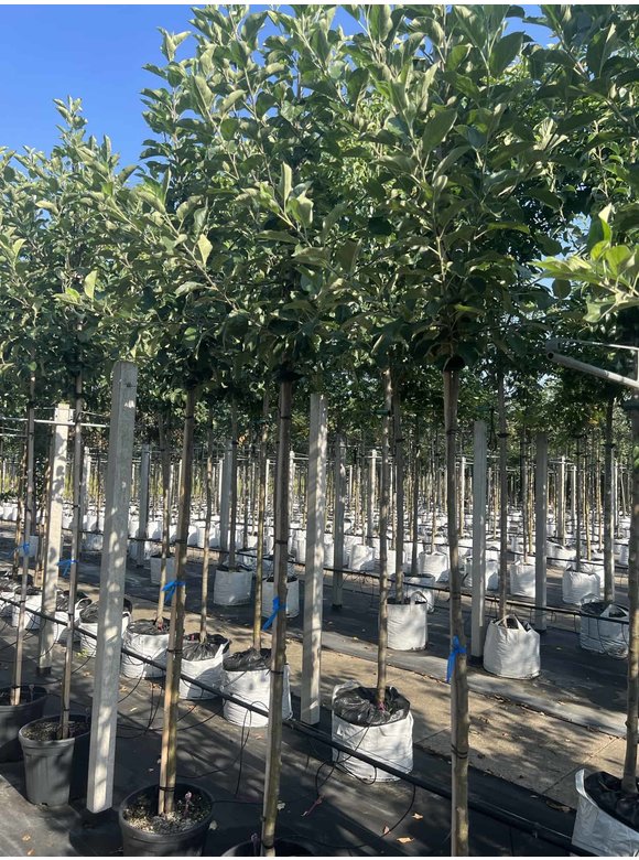 Apfelbaum - Herbstapfel 'Elstar' | Malus domestica 'Elstar' Apfelbaum - Herbstapfel 'Elstar' | Malus domestica 'Elstar'