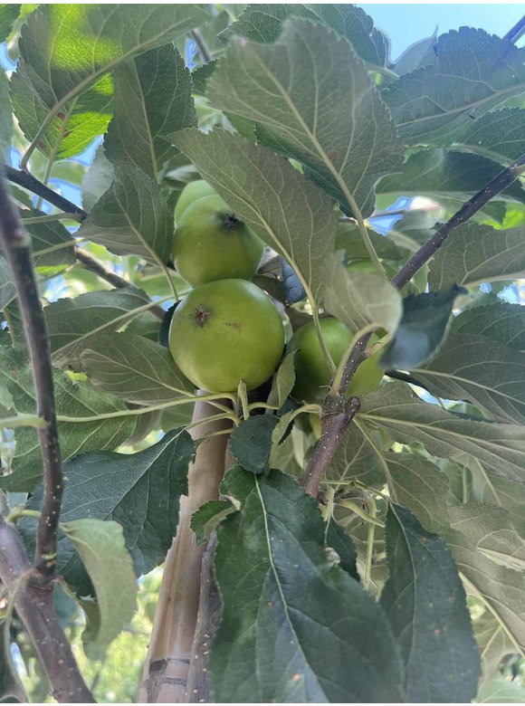 Apfelbaum - Herbstapfel 'Elstar' | Malus domestica 'Elstar' Apfelbaum - Herbstapfel 'Elstar' | Malus domestica 'Elstar'