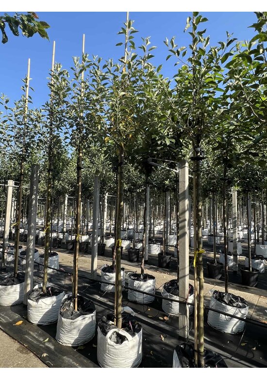 Apfelbaum - Herbstapfel 'Cox Orange Pippin' | Malus domestica 'Cox Orange Pippin'