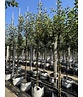 Apfelbaum - Herbstapfel 'Cox Orange Pippin' | Malus domestica 'Cox Orange Pippin' Apfelbaum - Herbstapfel 'Cox Orange Pippin' | Malus domestica 'Cox Orange Pippin'
