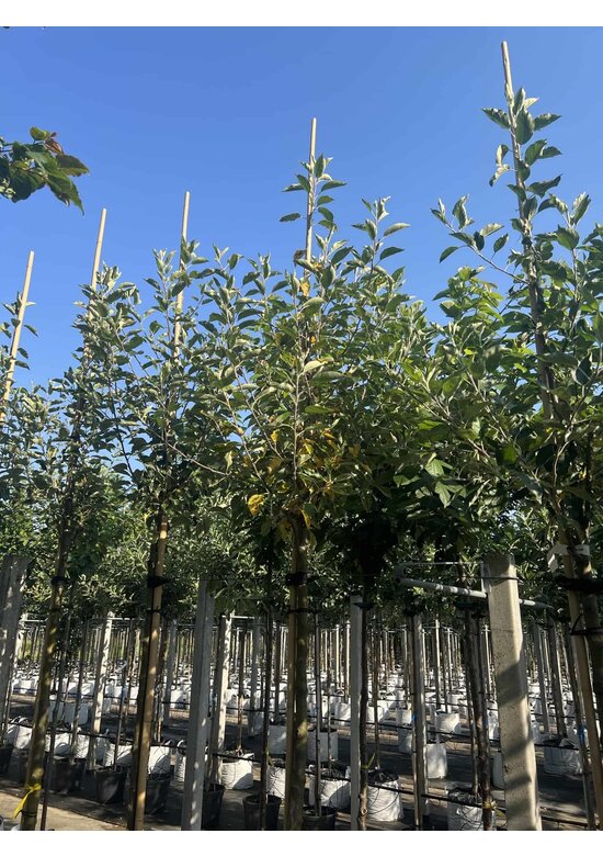 Apfelbaum - Herbstapfel 'Cox Orange Pippin' | Malus domestica 'Cox Orange Pippin'