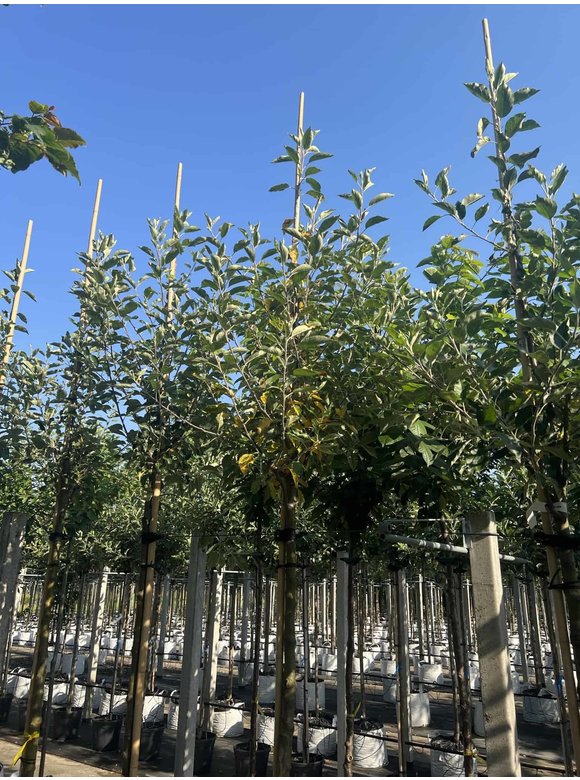Apfelbaum - Herbstapfel 'Cox Orange Pippin' | Malus domestica 'Cox Orange Pippin' Apfelbaum - Herbstapfel 'Cox Orange Pippin' | Malus domestica 'Cox Orange Pippin'