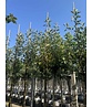 Apfelbaum - Herbstapfel 'Cox Orange Pippin' | Malus domestica 'Cox Orange Pippin' Apfelbaum - Herbstapfel 'Cox Orange Pippin' | Malus domestica 'Cox Orange Pippin'