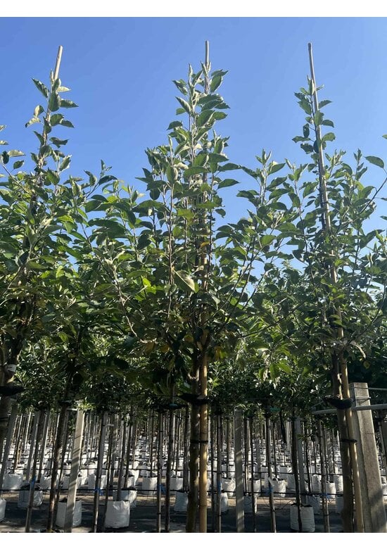 Apfelbaum - Herbstapfel 'Cox Orange Pippin' | Malus domestica 'Cox Orange Pippin'