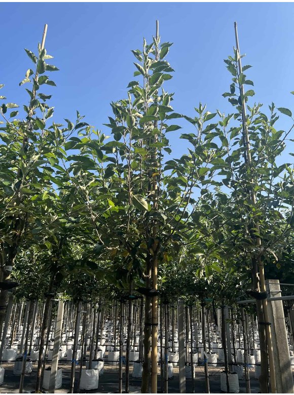 Apfelbaum - Herbstapfel 'Cox Orange Pippin' | Malus domestica 'Cox Orange Pippin' Apfelbaum - Herbstapfel 'Cox Orange Pippin' | Malus domestica 'Cox Orange Pippin'