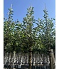 Apfelbaum - Herbstapfel 'Cox Orange Pippin' | Malus domestica 'Cox Orange Pippin' Apfelbaum - Herbstapfel 'Cox Orange Pippin' | Malus domestica 'Cox Orange Pippin'