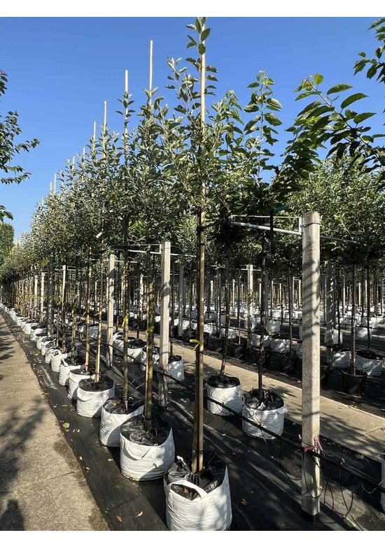 Apfelbaum - Herbstapfel 'Cox Orange Pippin' | Malus domestica 'Cox Orange Pippin'