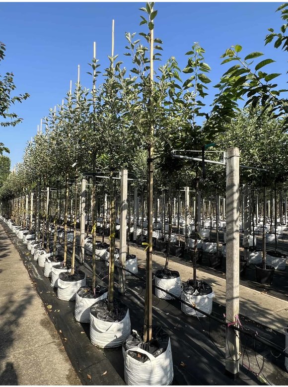 Apfelbaum - Herbstapfel 'Cox Orange Pippin' | Malus domestica 'Cox Orange Pippin' Apfelbaum - Herbstapfel 'Cox Orange Pippin' | Malus domestica 'Cox Orange Pippin'