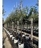 Apfelbaum - Herbstapfel 'Cox Orange Pippin' | Malus domestica 'Cox Orange Pippin' Apfelbaum - Herbstapfel 'Cox Orange Pippin' | Malus domestica 'Cox Orange Pippin'