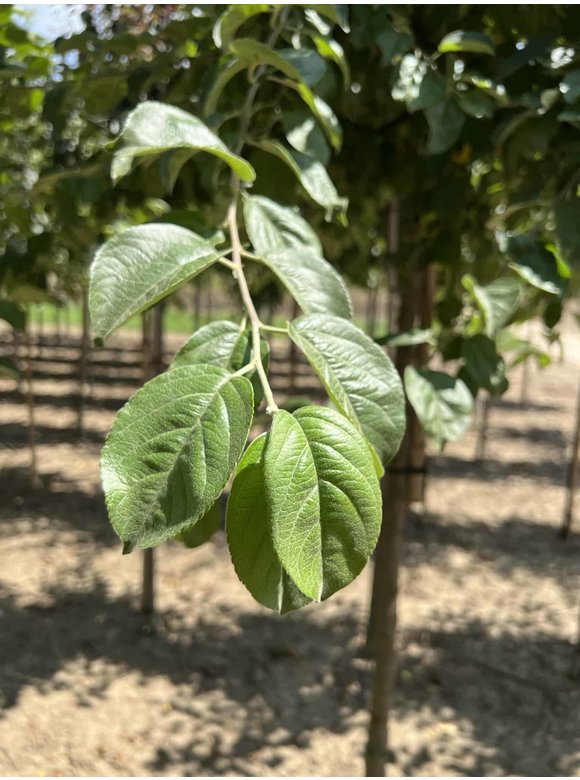 Zierapfel 'Butterball' | Malus 'Butterball' Zierapfel 'Butterball' | Malus 'Butterball'