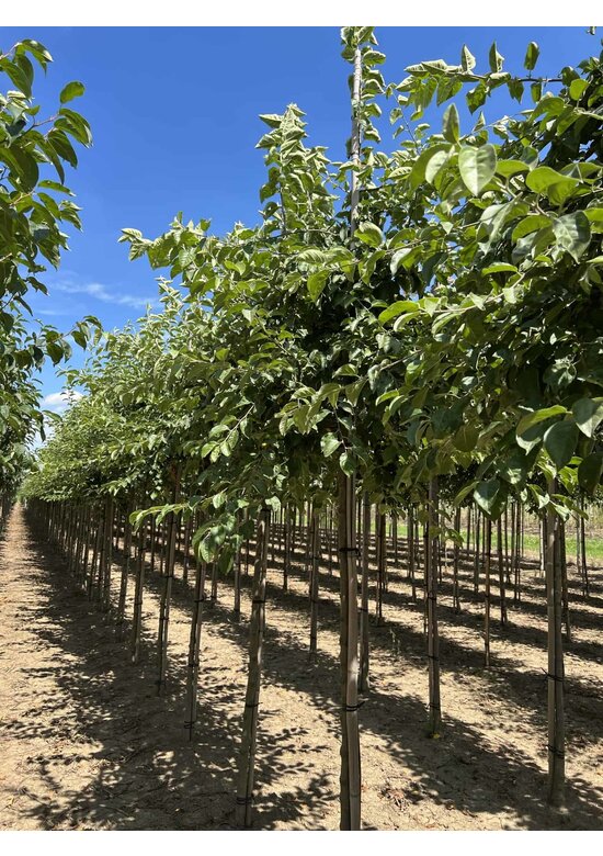 Zierapfel 'Butterball' | Malus 'Butterball'