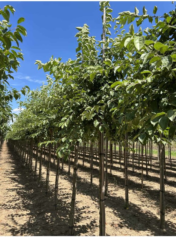 Zierapfel 'Butterball' | Malus 'Butterball' Zierapfel 'Butterball' | Malus 'Butterball'