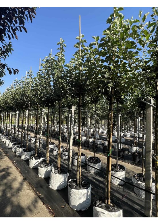 Apfelbaum 'Bramley's Seedling' | Malus domestica 'Bramley's Seedling'