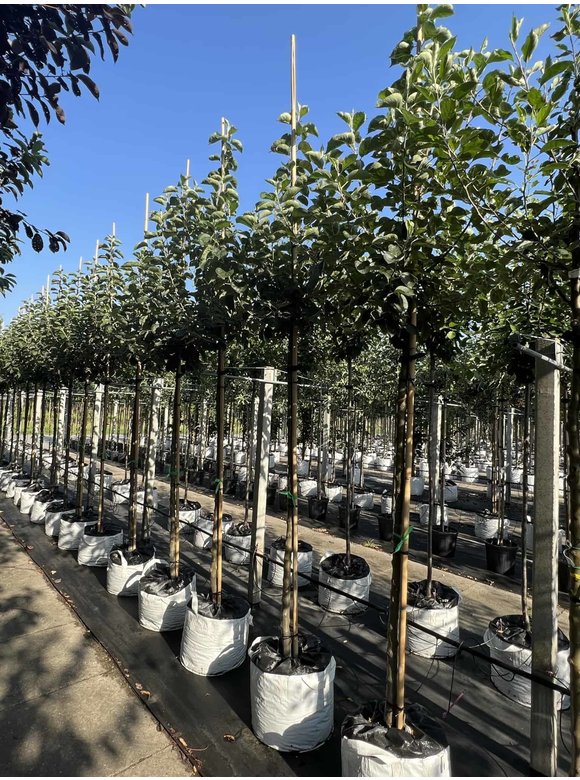 Apfelbaum 'Bramley's Seedling' | Malus domestica 'Bramley's Seedling' Apfelbaum 'Bramley's Seedling' | Malus domestica 'Bramley's Seedling'