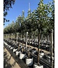 Apfelbaum 'Bramley's Seedling' | Malus domestica 'Bramley's Seedling'