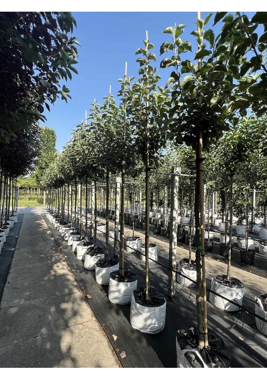 Apfelbaum 'Bramley's Seedling' | Malus domestica 'Bramley's Seedling'