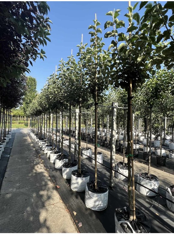 Apfelbaum 'Bramley's Seedling' | Malus domestica 'Bramley's Seedling' Apfelbaum 'Bramley's Seedling' | Malus domestica 'Bramley's Seedling'