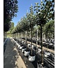 Apfelbaum 'Bramley's Seedling' | Malus domestica 'Bramley's Seedling' Apfelbaum 'Bramley's Seedling' | Malus domestica 'Bramley's Seedling'