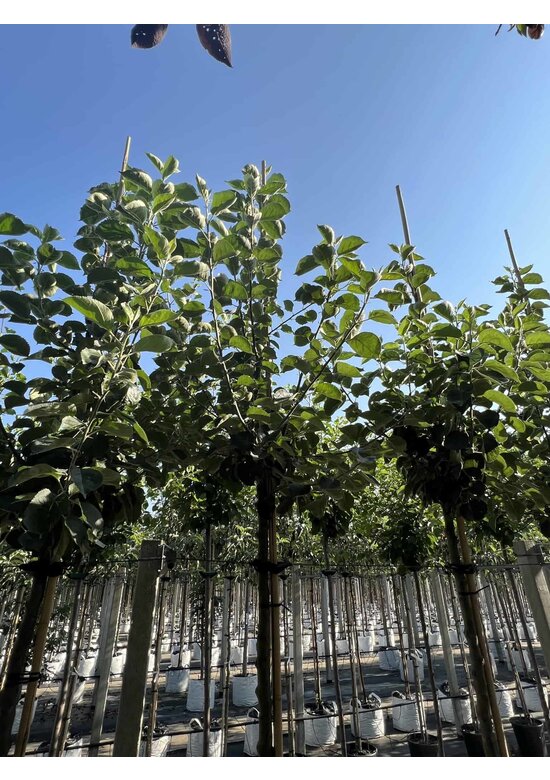 Apfelbaum 'Bramley's Seedling' | Malus domestica 'Bramley's Seedling'