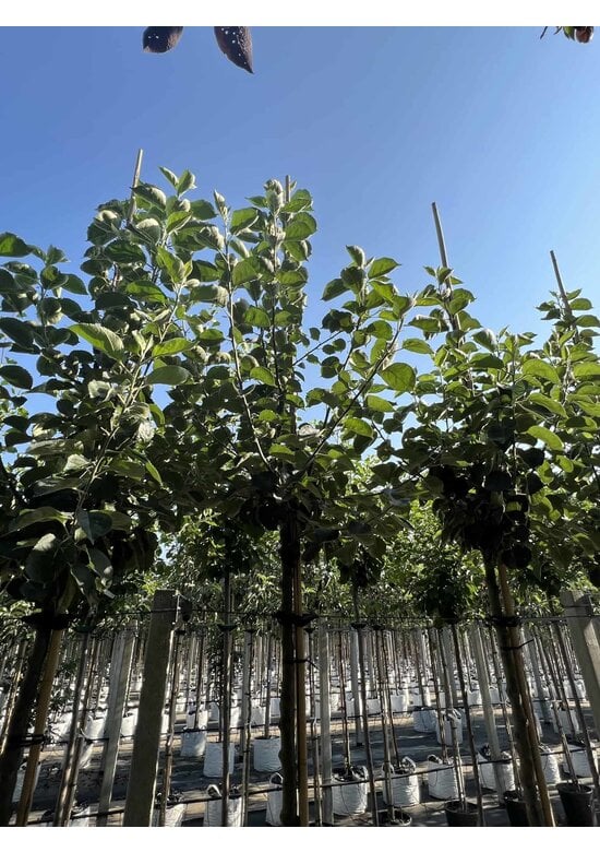 Apfelbaum 'Bramley's Seedling' | Malus domestica 'Bramley's Seedling'