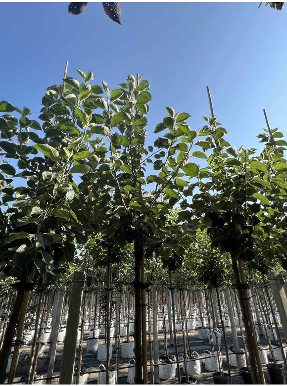 Apfelbaum 'Bramley's Seedling' | Malus domestica 'Bramley's Seedling' Apfelbaum 'Bramley's Seedling' | Malus domestica 'Bramley's Seedling'