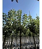 Apfelbaum 'Bramley's Seedling' | Malus domestica 'Bramley's Seedling' Apfelbaum 'Bramley's Seedling' | Malus domestica 'Bramley's Seedling'