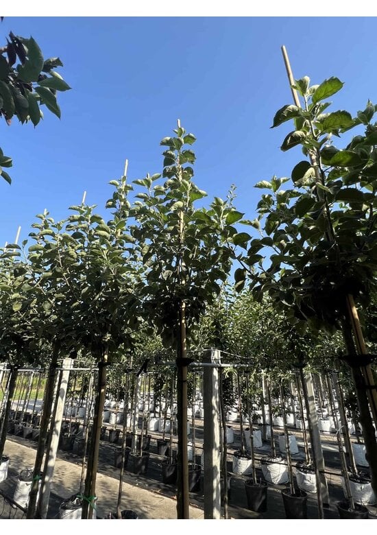 Apfelbaum 'Bramley's Seedling' | Malus domestica 'Bramley's Seedling'