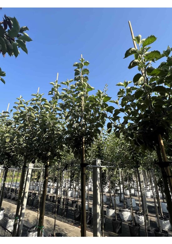 Apfelbaum 'Bramley's Seedling' | Malus domestica 'Bramley's Seedling'