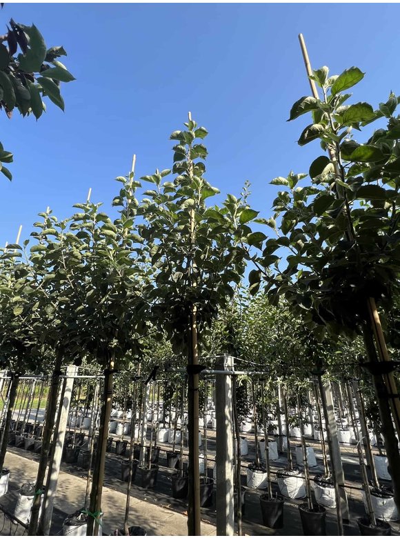Apfelbaum 'Bramley's Seedling' | Malus domestica 'Bramley's Seedling' Apfelbaum 'Bramley's Seedling' | Malus domestica 'Bramley's Seedling'
