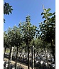 Apfelbaum 'Bramley's Seedling' | Malus domestica 'Bramley's Seedling' Apfelbaum 'Bramley's Seedling' | Malus domestica 'Bramley's Seedling'