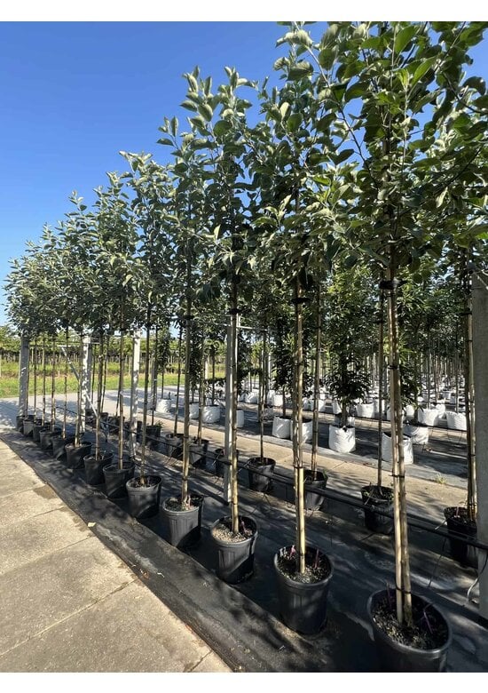 Apfelbaum 'Rode Boskoop' | Malus domestica 'Rode Boskoop'