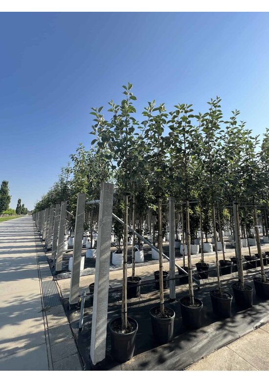 Apfelbaum 'Rode Boskoop' | Malus domestica 'Rode Boskoop'