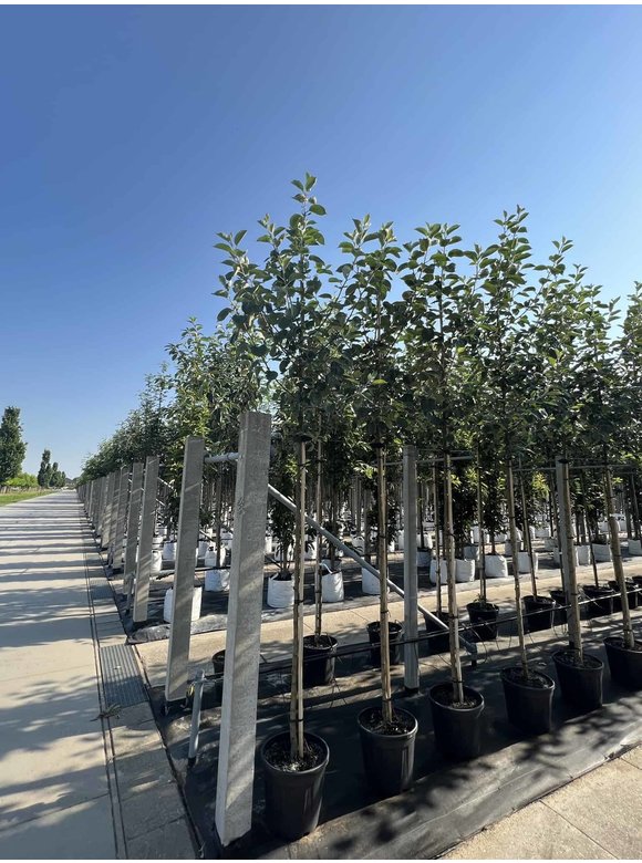 Apfelbaum 'Rode Boskoop' | Malus domestica 'Rode Boskoop' Apfelbaum 'Rode Boskoop' | Malus domestica 'Rode Boskoop'