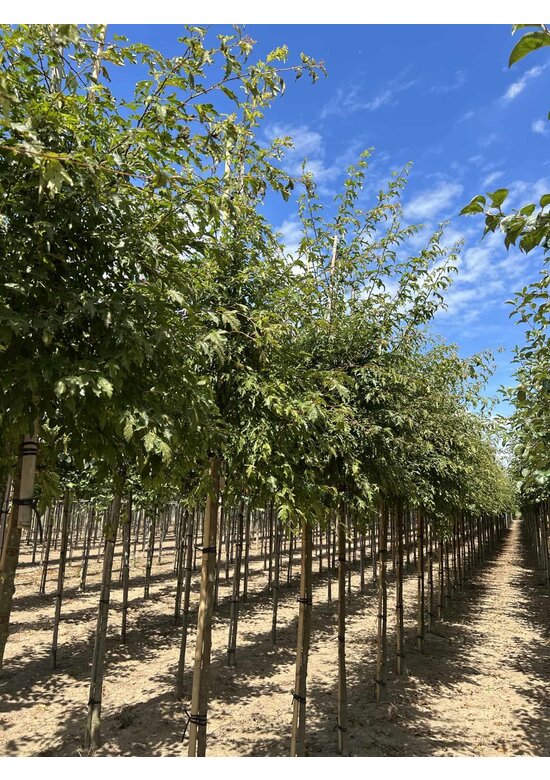 Toringo-Apfel 'Brouwers Beauty' | Malus toringo 'Brouwers Beauty'