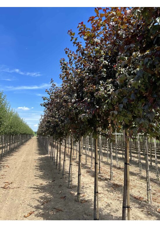 Toringo-Apfel 'Scarlett' | Malus toringo 'Scarlett'
