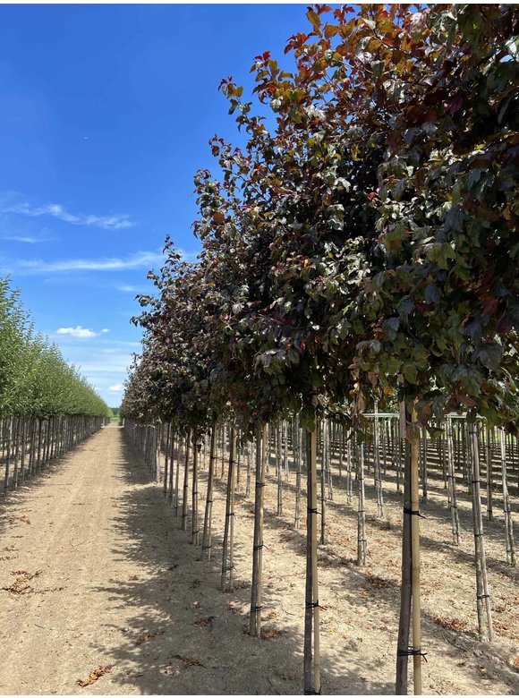 Toringo-Apfel 'Scarlett' | Malus toringo 'Scarlett' Toringo-Apfel 'Scarlett' | Malus toringo 'Scarlett'