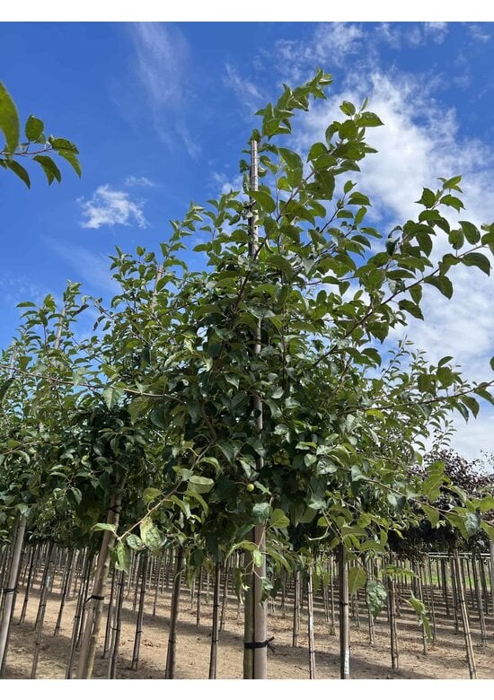 Zierapfel 'Red Sentinel' | Malus 'Red Sentinel'