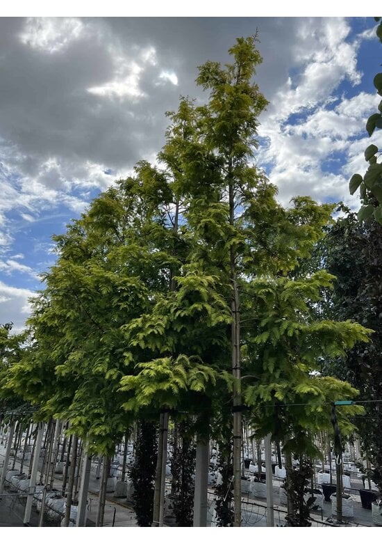 Goldgelber Urwelt-Mammutbaum 'Gold Rush' | Metasequoia glyptostroboides 'Gold Rush'