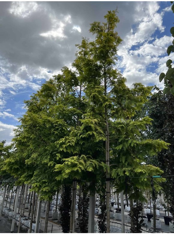 Goldgelber Urwelt-Mammutbaum 'Gold Rush' | Metasequoia glyptostroboides 'Gold Rush' Goldgelber Urwelt-Mammutbaum 'Gold Rush' | Metasequoia glyptostroboides 'Gold Rush'