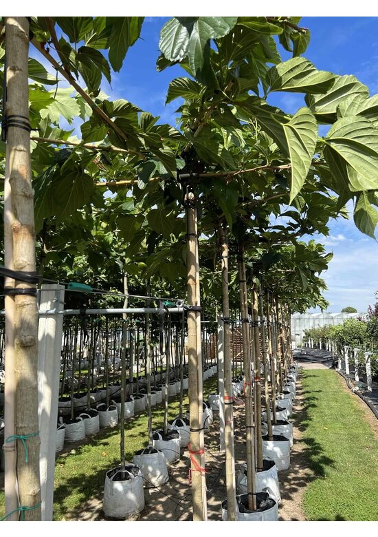 Weißer Maulbeerbaum 'Macrophylla' - Dachbaum | Morus alba 'Macrophylla'