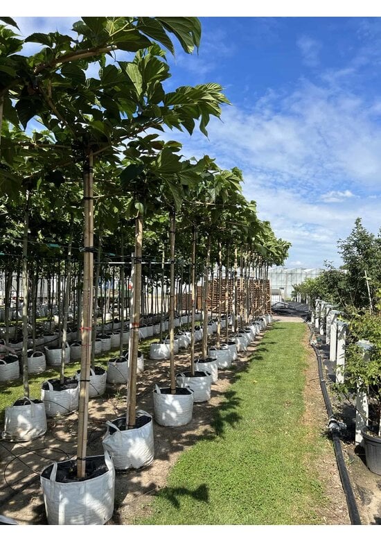 Weißer Maulbeerbaum 'Macrophylla' - Dachbaum | Morus alba 'Macrophylla'