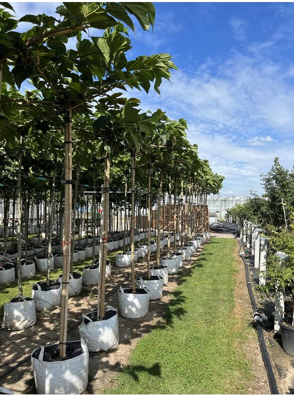 Weißer Maulbeerbaum 'Macrophylla' - Dachbaum | Morus alba 'Macrophylla' Weißer Maulbeerbaum 'Macrophylla' - Dachbaum | Morus alba 'Macrophylla'