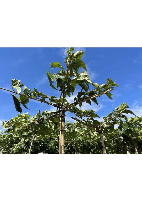 Weißer Maulbeerbaum 'Macrophylla' - Dachbaum | Morus alba 'Macrophylla'